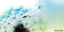 dandelion on blue background Naklejkomania - zdjecie 1 - miniatura