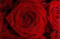 Fototapeta na ścianę tapeta na fizelinie do salonu sypialni, kwiat, czerwień, róża 10056 Naklejkomania - zdjecie 2 - miniatura