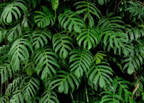 Fototapeta fototapety na ścianę 3D 10900 tropikalne liście Naklejkomania - zdjecie 2 - miniatura