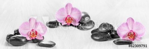 Horizontal panorama with pink orchids and zen stones on a wooden