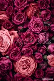 Roses background Naklejkomania - zdjecie 1 - miniatura