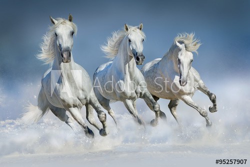 Three white horse run gallop in snow