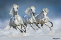 Three white horse run gallop in snow Naklejkomania - zdjecie 1 - miniatura
