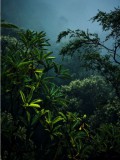 Plakat dżungla las 61214 Naklejkomania - zdjecie 2 - miniatura