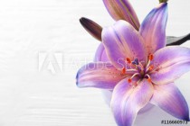 Beautiful lily on light wooden background Naklejkomania - zdjecie 1 - miniatura
