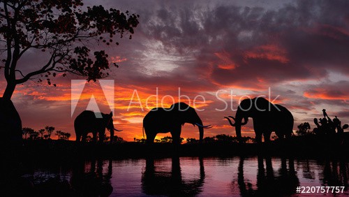 Elephants walking by the lake - zdjęcie 1