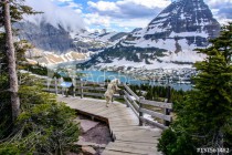 Mountain Goats and Hidden lake, Glacier National Park, Montana USA Naklejkomania - zdjecie 1 - miniatura