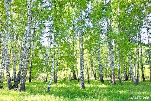 birch forest