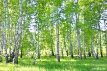 birch forest Naklejkomania - zdjecie 1 - miniatura