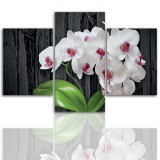 Tryptyk do salonu -  Kwiaty, storczyk, orchidea 12059 Naklejkomania - zdjecie 1 - miniatura