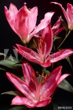 Lilium, Lily, Lilies Naklejkomania - zdjecie 1 - miniatura