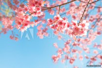 Beautiful sakura flower (cherry blossom) in spring. sakura tree flower on blue sky. Naklejkomania - zdjecie 1 - miniatura