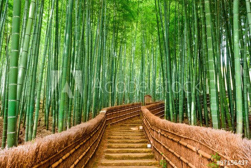 Kyoto, Japan Bamboo Forest - zdjęcie 1