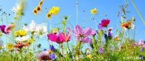Blumenwiese - Hintergrund Panorama - Sommerblumen Naklejkomania - zdjecie 1 - miniatura