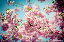 Pink Cherry Blossoms Sakura against Clear Blue Sky Naklejkomania - zdjecie 1 - miniatura