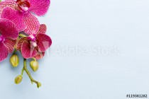 Orchid. Naklejkomania - zdjecie 1 - miniatura