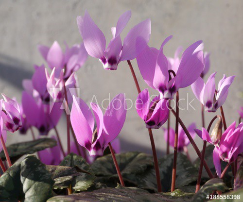 Purple Cyclamen Spring Flower