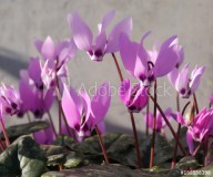 Purple Cyclamen Spring Flower Naklejkomania - zdjecie 1 - miniatura