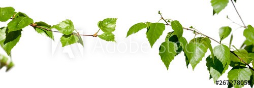 Young branches with green leaves isolated on white background.