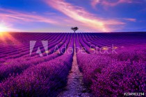 Lavendelfeld in der Provence bei Sonnenuntergang Naklejkomania - zdjecie 1 - miniatura
