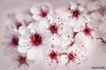 Cherry blossoms Naklejkomania - zdjecie 1 - miniatura