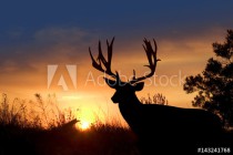 Mule Deer Sunset Naklejkomania - zdjecie 1 - miniatura