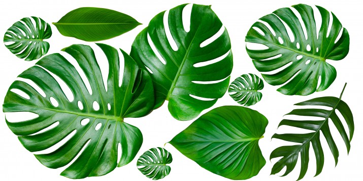 Naklejki ścienne  liście monstera 41227 - zdjęcie 2