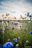 Blooming wild poppies, cornflower and chamomile on the meadow at summertime Naklejkomania - zdjecie 1 - miniatura