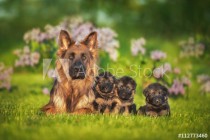 Family of german shepherd dogs Naklejkomania - zdjecie 1 - miniatura