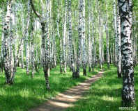 Pathway in spring birch grove with sun beams Naklejkomania - zdjecie 1 - miniatura