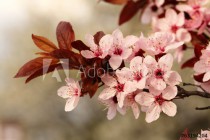 spring cherry branch blooming Naklejkomania - zdjecie 1 - miniatura