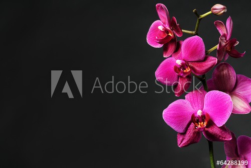 pink orchid on black
