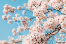 Beautiful cherry blossom sakura in spring time with sky  background in Japan. Naklejkomania - zdjecie 1 - miniatura