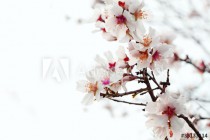 almond blossom Naklejkomania - zdjecie 1 - miniatura
