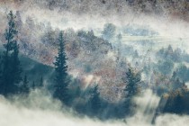 Fototapety ścienne tapeta na ścanę mglisty las 41500 Naklejkomania - zdjecie 2 - miniatura
