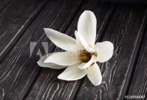 white magnolia flower close-up. Naklejkomania - zdjecie 1 - miniatura