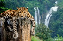 Leopard on waterfall background Naklejkomania - zdjecie 1 - miniatura