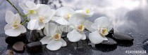 White orchid and black stones close up. Naklejkomania - zdjecie 1 - miniatura