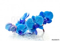 Blue orchid with reflection in water on white background Naklejkomania - zdjecie 1 - miniatura