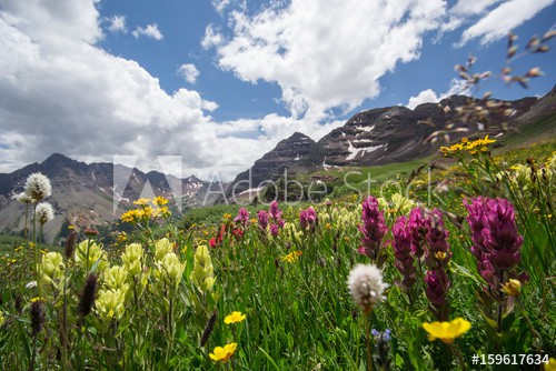 Aspen Snowmass Wildflowers