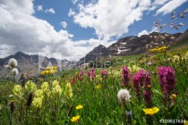 Aspen Snowmass Wildflowers Naklejkomania - zdjecie 1 - miniatura
