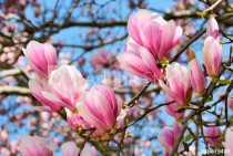 Magnolien vor blauem Himmel Naklejkomania - zdjecie 1 - miniatura