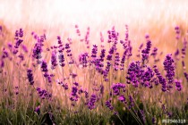 Lavendelfeld rot Naklejkomania - zdjecie 1 - miniatura