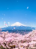 Berg Fuji während der  Kirschblüte in Japan Naklejkomania - zdjecie 1 - miniatura