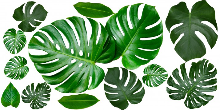 Naklejki na ścianę liście monstera 41221 - zdjęcie 2