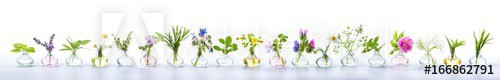 Herbs for alternative medicine, natural cosmetics and kitchen - Banner, Panorama - isolated on white background - zdjęcie 1