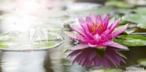Pink lotus Naklejkomania - zdjecie 1 - miniatura