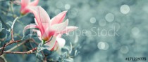 Background with blooming pink magnolia flowers Naklejkomania - zdjecie 1 - miniatura