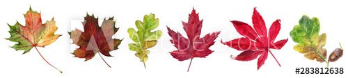 Autumn foliage watercolor isolated on white background
