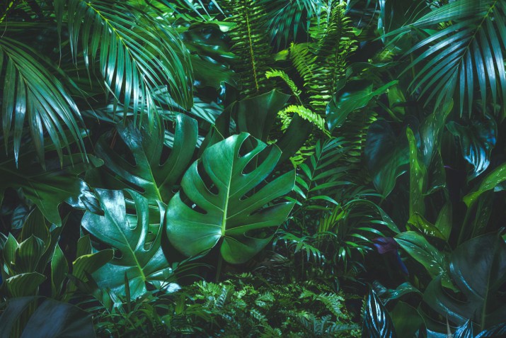 Tapeta samoprzylepna na ścianę liście monstera 270430344 - zdjęcie 2